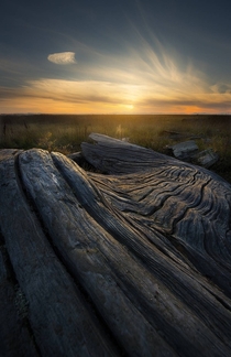 No crazy mountains or trees here just some nice driftwood and a pretty sunset Richmond BC 