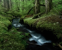 No epic views no recognizable landmarks Just a mossy creek on Mount Hood Oregon 