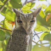 Noordelijke Witwangdwergooruil Nothern White-Faced Owl 