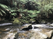 North East Tasmania Headwaters of Georges River  x  