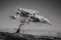 North Jutland Denmark when trees are photographed with an infrared filter 