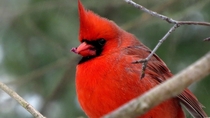 Northern Cardinal Cardinalis cardinalis 
