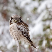 Northern Hawk Owl Photo credit to virpula