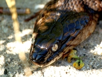Northern Water Snake Nerodia Sipedon 