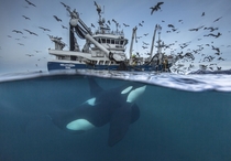 Norway - a Killer Whale is attracted by the sounds of a Fishing Boat by Audun Rikardsen 