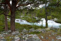 Norwegian woods with clear glacier melted water running through 
