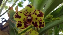 Not sure what species this orchid is May be a tiger orchid 