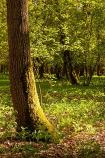 Nothing better to do than walking in the forests of Romania and taking pictures 