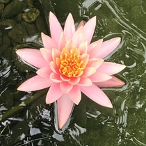 Nymphaea Fire Crest - Water Lilly