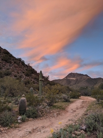 OC I took this photo on a hike in East Mesa near the Superstition Mountains Arizona Skies and Seattle Earth would be my perfect combo But every once in awhile these wicked barbed plants and dusty dirt trails are just beautiful enough to make me pause x