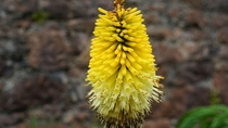 OC Yellow Kniphofia - a variation of the more common red hot poker Kniphofia UK