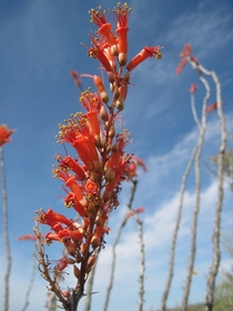 Ocotillo Fouquieria splendens blooming in the Sonoran Desert near Tucson Arizona 