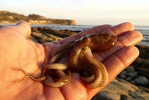Octopus Bimaculoides 