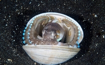 Octopus hiding in Clam Shell by Paul Rosenblum 