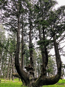 Octopus Tree Sitka Spruce - Cape Meares OR - me