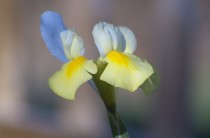 oh thats cute its my cake day heres a Yellow Iris 