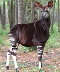 Okapi the endangered forest giraffe of the Congo 
