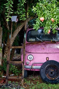 Old classic Fiat  underneath a pomegranate tree 