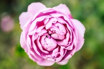Old English Rose 