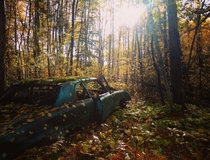 Old Pontiac being reclaimed by nature - Sudbury Ontario 