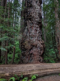 Old Warrior Jedediah Smith Redwoods State Park Del Norte County California 