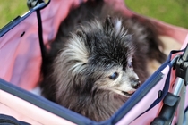 Older Blind Dog In Pink Stroller Visits Va Beach VA by Frank Butler