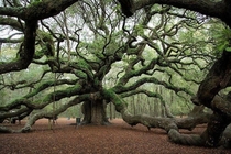 Oldest living tree east of the Mississippi