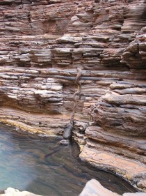 Olive python pulling a full grown Wallaroo up the side of the Canyon 