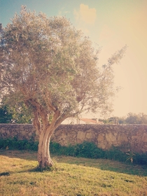 Olive Tree Olea europaea 