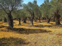 Olive trees in UlcinjMontenegro Valdanos beach ex-yu army base x OC