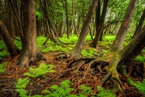 On the floor of a cedar forest in Ottawa Ontario fresh ferns sway in the breeze x Michael Higgins