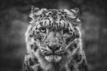 One-Eyed Snow Leopard Photographer Johannes Nollmeyer 