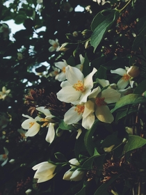 one more jasmines blossoms