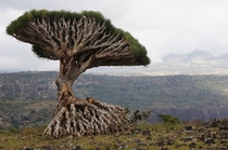 One more pic of the Dragon Blood Tree Socotra Island Yemen  