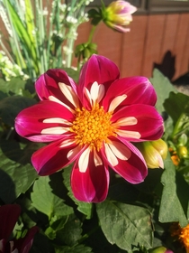 One of my Harlequin Dahlia blooms