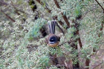 One very friendly Fantail - New Zealand