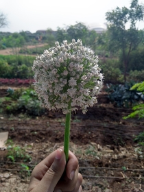 Onion plants flower or call it a huge dandelion  Farms in Hyderabad India 