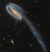 Oodles of galaxies the gravitationally disrupted tadpole galaxy and the plethora of galaxies behind it Data by Hubble processed by me