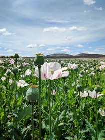 Opium poppies Papaver somniferum under cultivation 