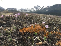 Orange-colored lichen fragile tundra and wildflowers growing on a -meter high mountain pass in Shangri-La Yunnan Province China June  