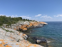 Orange Lichen In Georgian Bay Ontario 