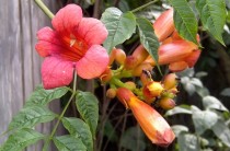 Orange Trumpet Flower Vine 