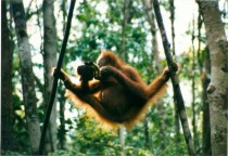 Orangutan at Breakfast  OCx