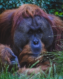 Orangutan Pondering 
