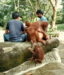 Orangutans Pongo pygmaeus at the Singapore Zoo  by Willard Losinger 