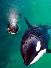 Orcas ph by Helena Moane 