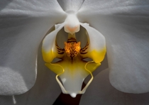 Orchid Phalaenopsis aphrodite 