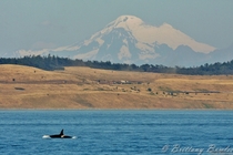 Orcinus Orca underneath Mt Baker  Photo by Brittany Bowles