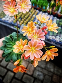 Oregon is a beautiful state with beautiful natives This Lewisia cotyledon followed me home