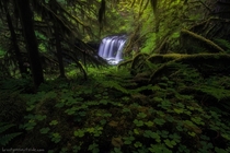 Oregon is so freakin lush Upper Butte Creek Falls is peeking through 